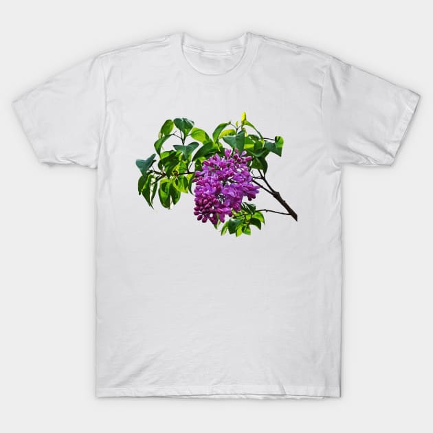 Lilacs Just Opening T-Shirt by SusanSavad